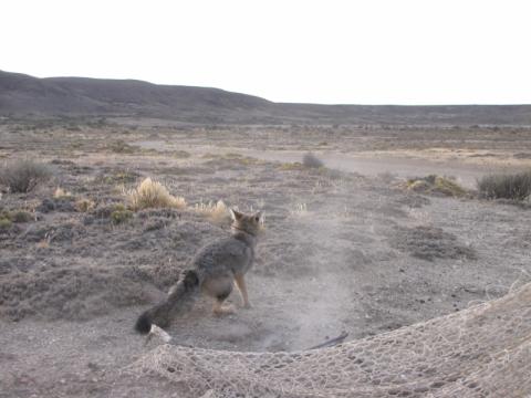 Vista del zorro colorado en su hátitat natural