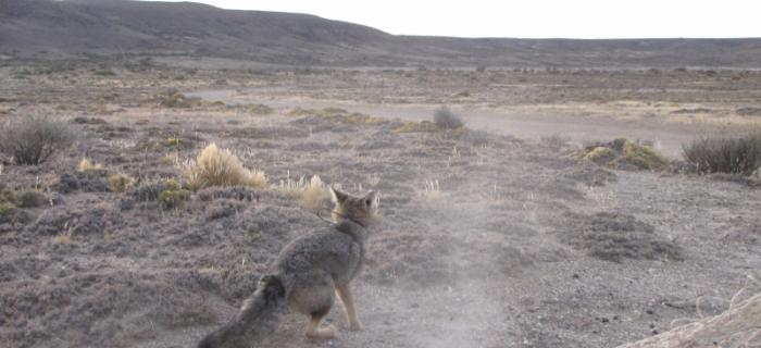 Vista del zorro colorado en su hátitat natural